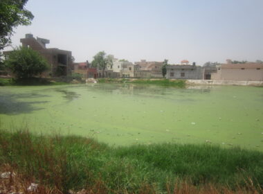 Polluted Pond in the centre1 of Village Partabpura